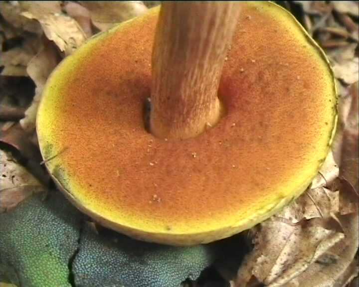 Winkel   ( FRA )   28.08.2004    1 Serie